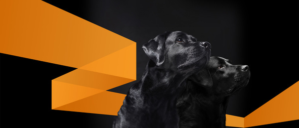 BD-PP-Blog-Hero-2100x900